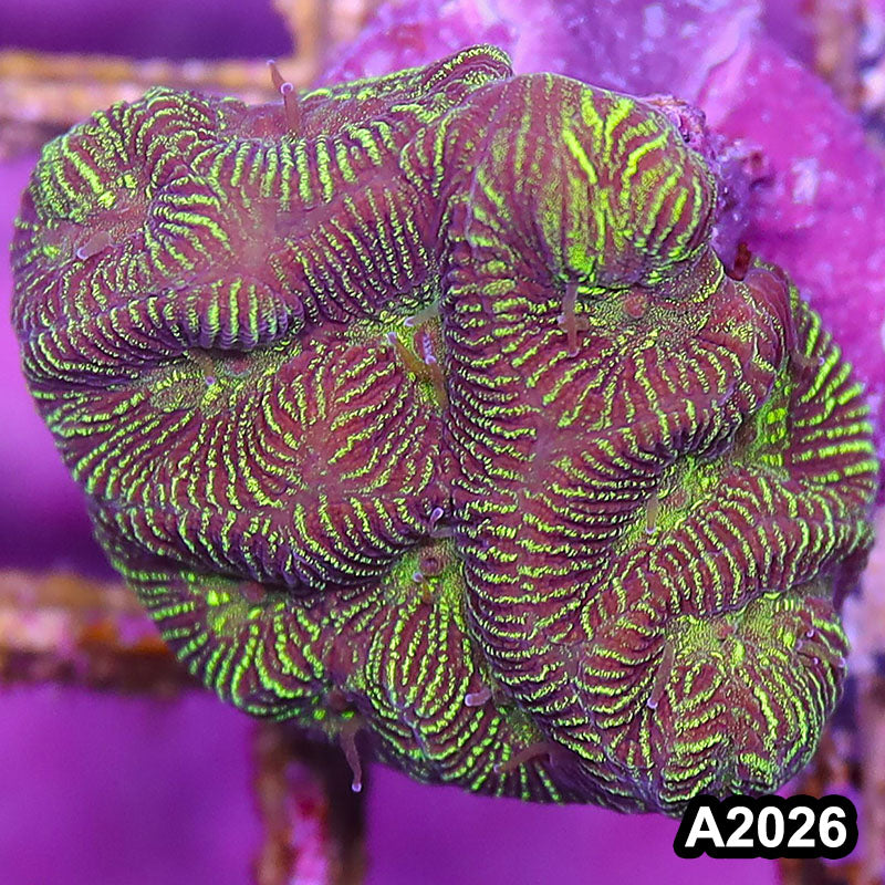 Item#A2026IN2026(S) WYSIWYG Aussie Ultra Maze Brain Frag