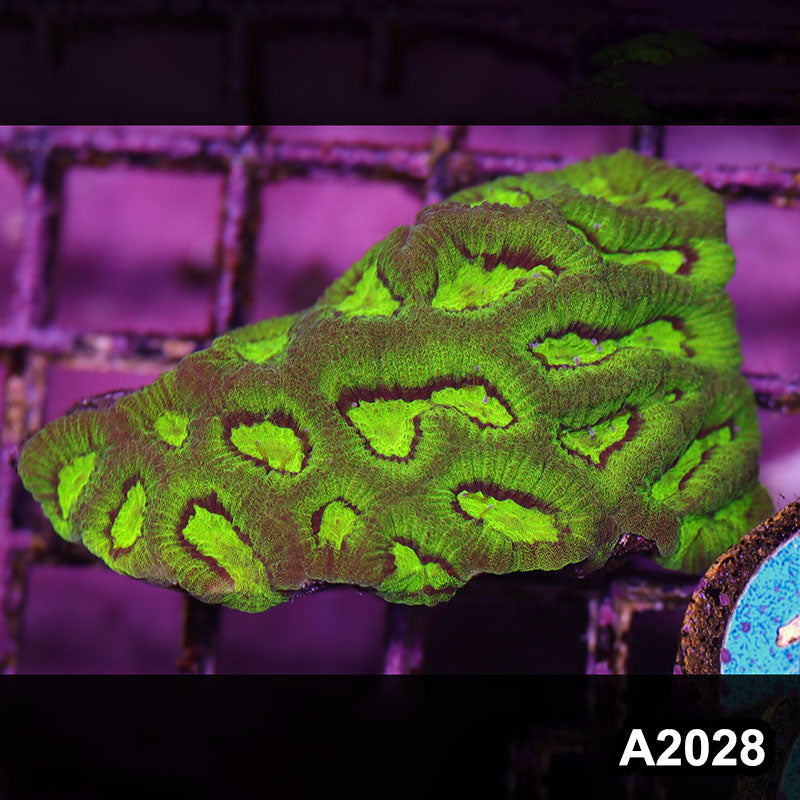 Item#A2028IN2028(S) WYSIWYG Aussie Ultra Favia Frag