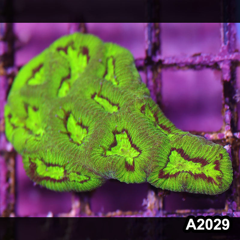Item#A2029IN2029(S) WYSIWYG Aussie Ultra Favia Frag