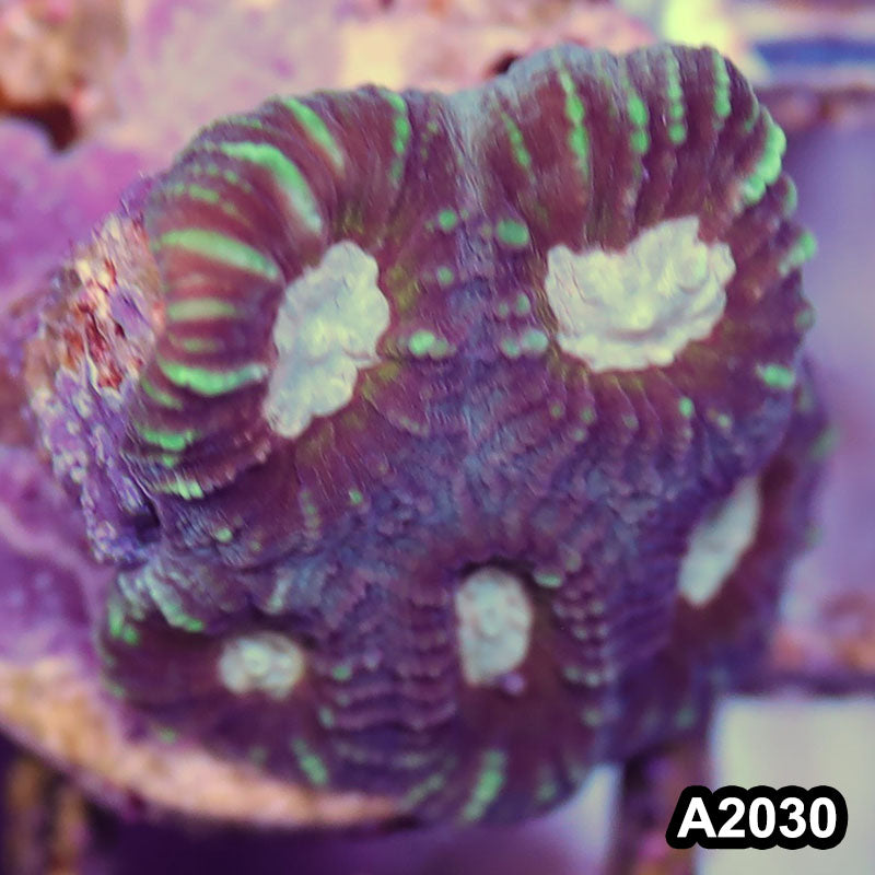 Item#A2030IN2030(S) WYSIWYG Aussie Ultra Favia Frag