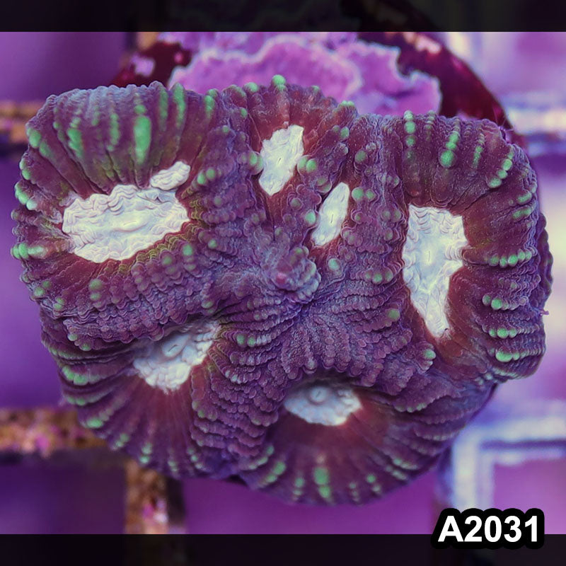 Item#A2031IN2031(S) WYSIWYG Aussie Ultra Favia Frag