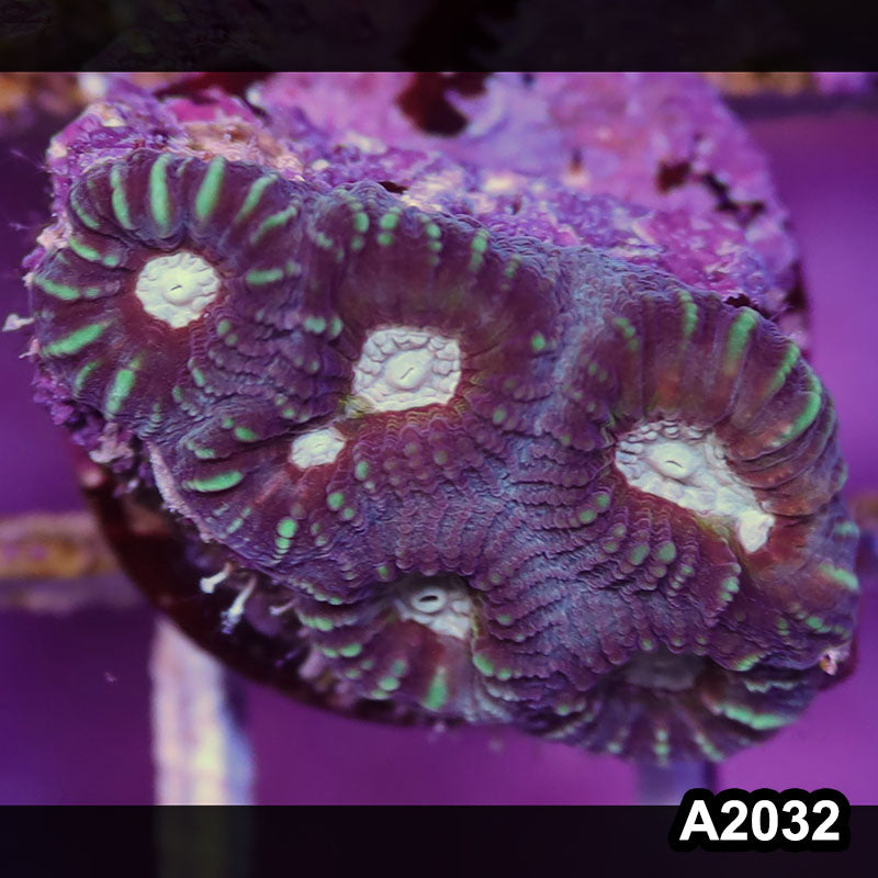 Item#A2032IN2032(S) WYSIWYG Aussie Ultra Favia Frag