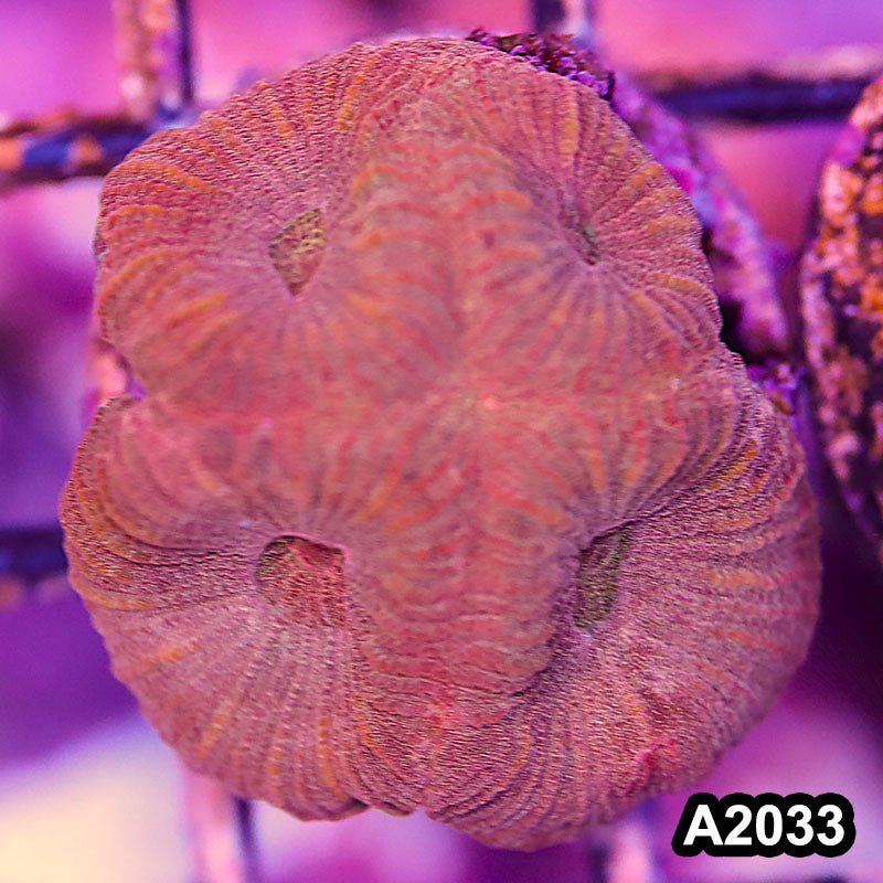 Item#A2033IN2033(S) WYSIWYG Aussie Ultra Favia Frag