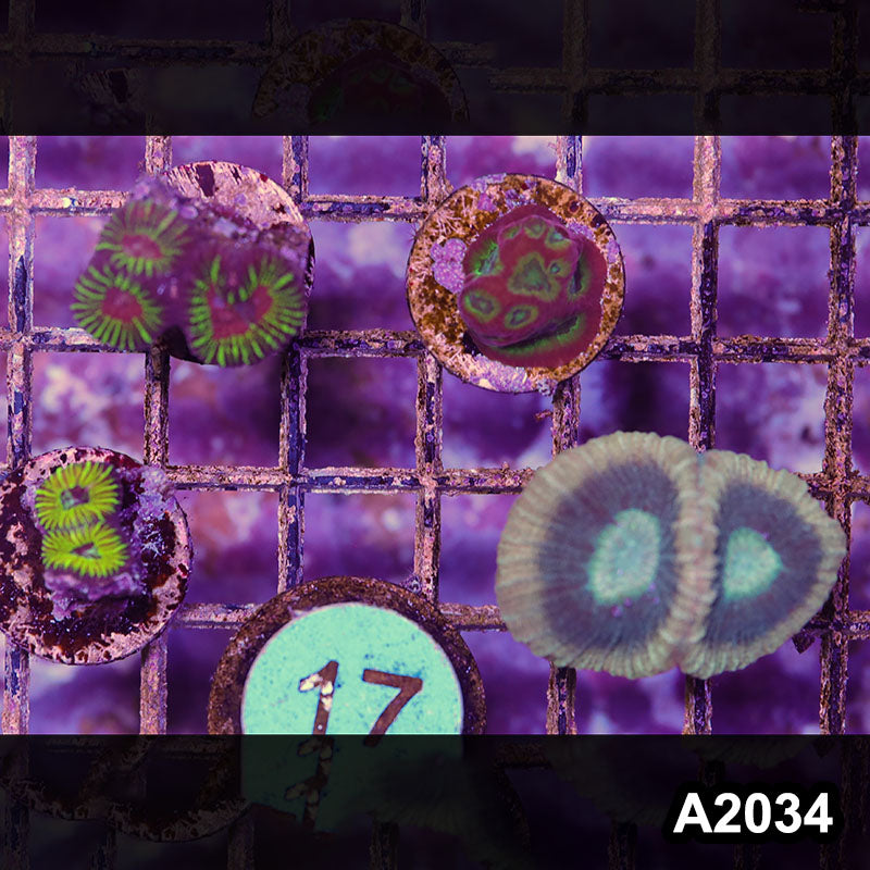 Item#A2034IN2034(S) WYSIWYG Aussie Ultra Favia Frag Pack