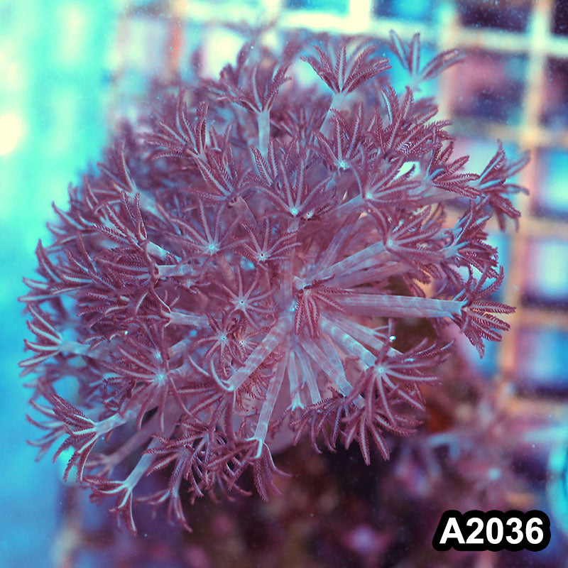 Item#A2036IN2036(M) WYSIWYG Pulsing Xenia Colony