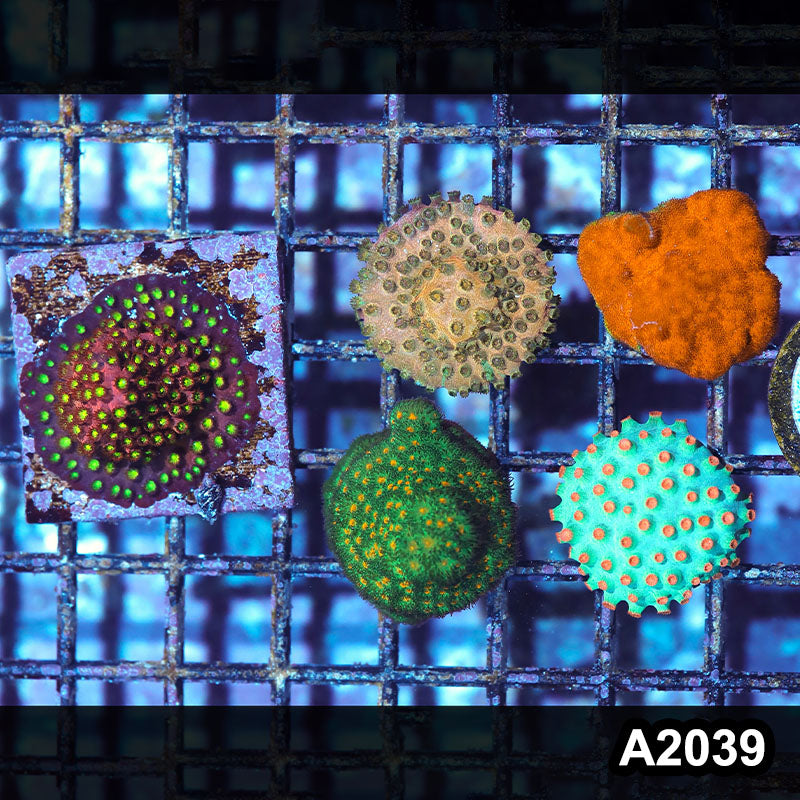 Item#A2039IN2039(S) WYSIWYG Encruster Frag Pack