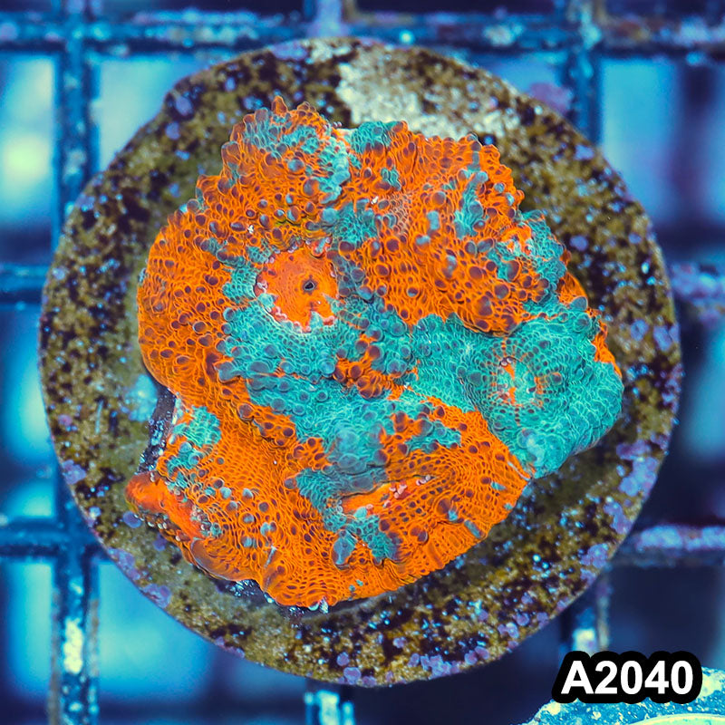 Item#A2040IN2040(S) WYSIWYG Rainbow Chalice Large Frag