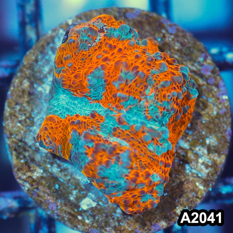 Item#A2041IN2041(S) WYSIWYG Rainbow Chalice Large Frag