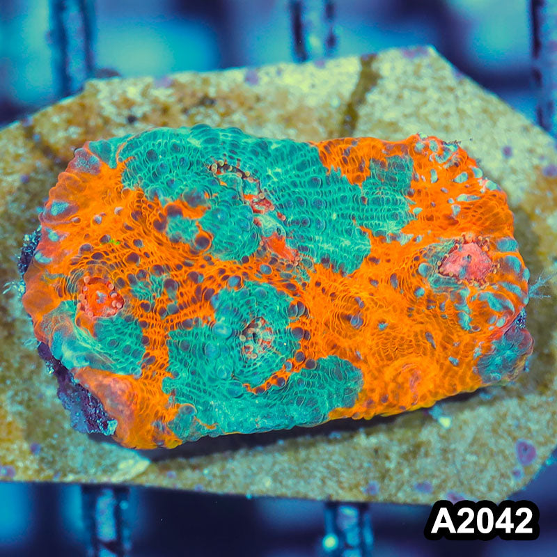Item#A2042IN2042(S) WYSIWYG Rainbow Chalice Large Frag