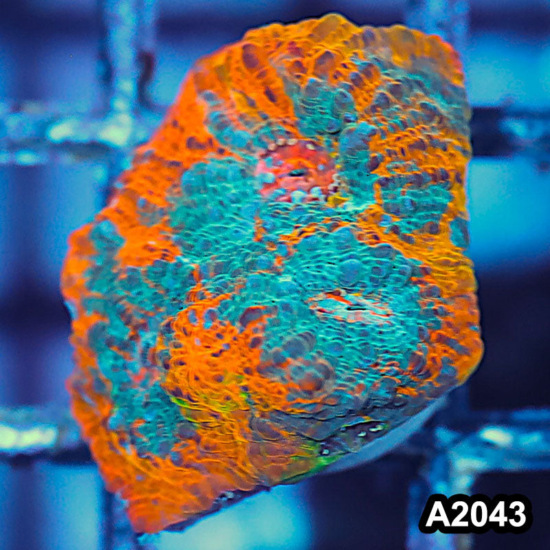 Item#A2043IN2043(S) WYSIWYG Rainbow Chalice Large Frag