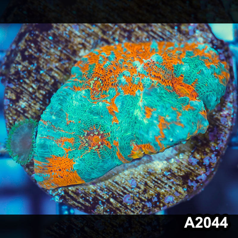 Item#A2044IN2044(S) WYSIWYG Rainbow Chalice Large Frag