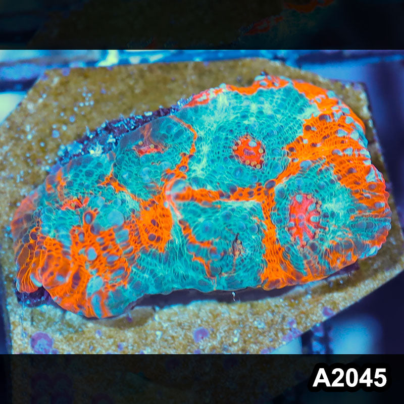 Item#A2045IN2045(S) WYSIWYG Rainbow Chalice Large Frag