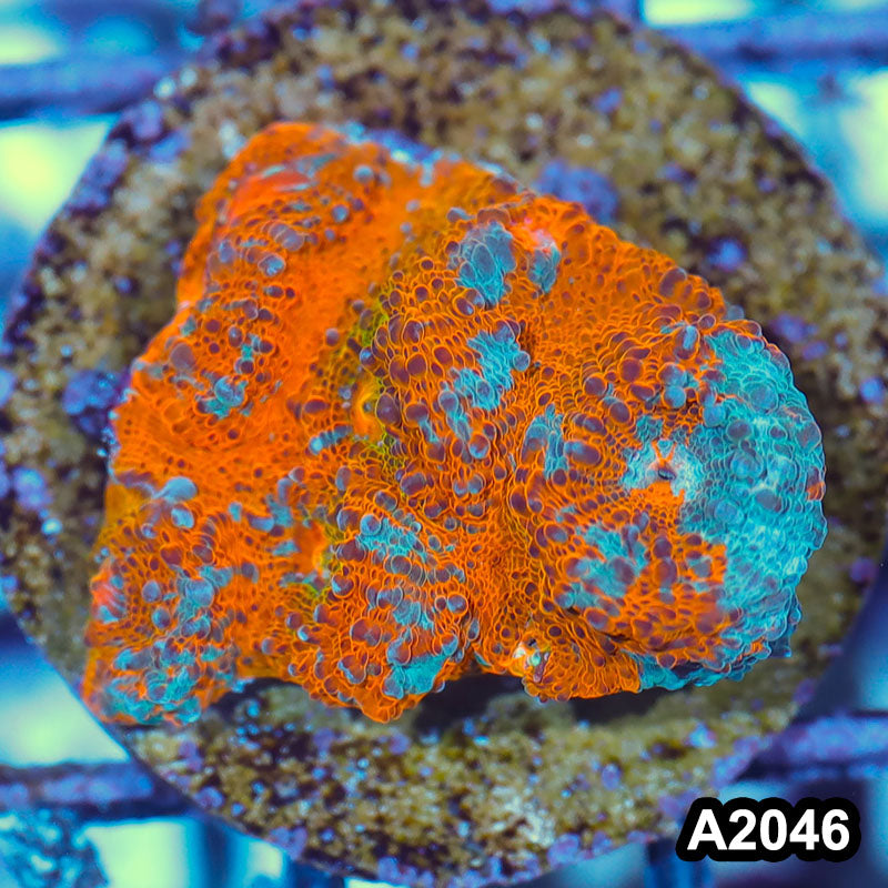 Item#A2046IN2046(S) WYSIWYG Rainbow Chalice Large Frag