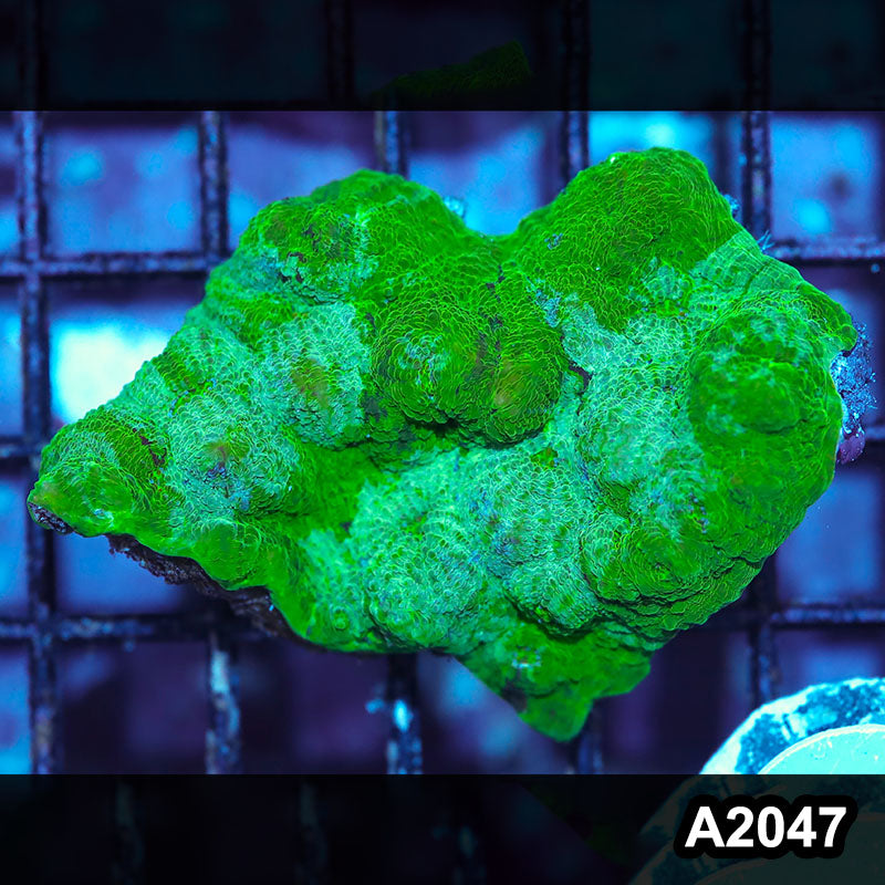 Item#A2047IN2047(S) WYSIWYG Aussie Ultra Chalice