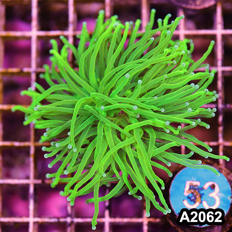 Item#A2062LW2062(M) WYSIWYG Indo Ultra Unique Torch