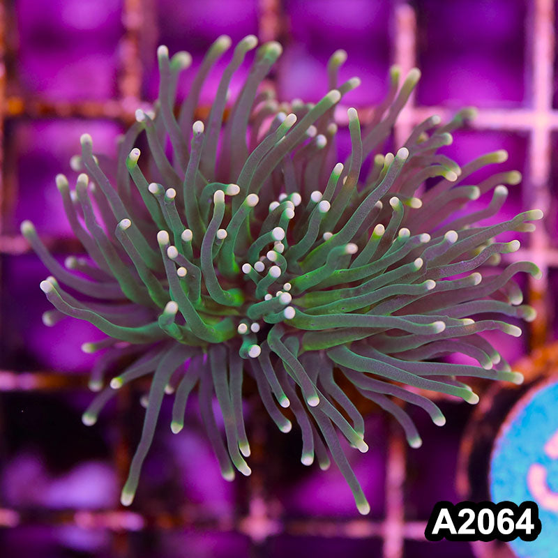 Item#A2064LW2064(M) WYSIWYG Indo Ultra Tip Torch