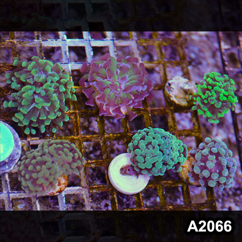 Item#A2066LW2066(M) WYSIWYG Indo Ultra Branching Hammer 6pc Frag Combo