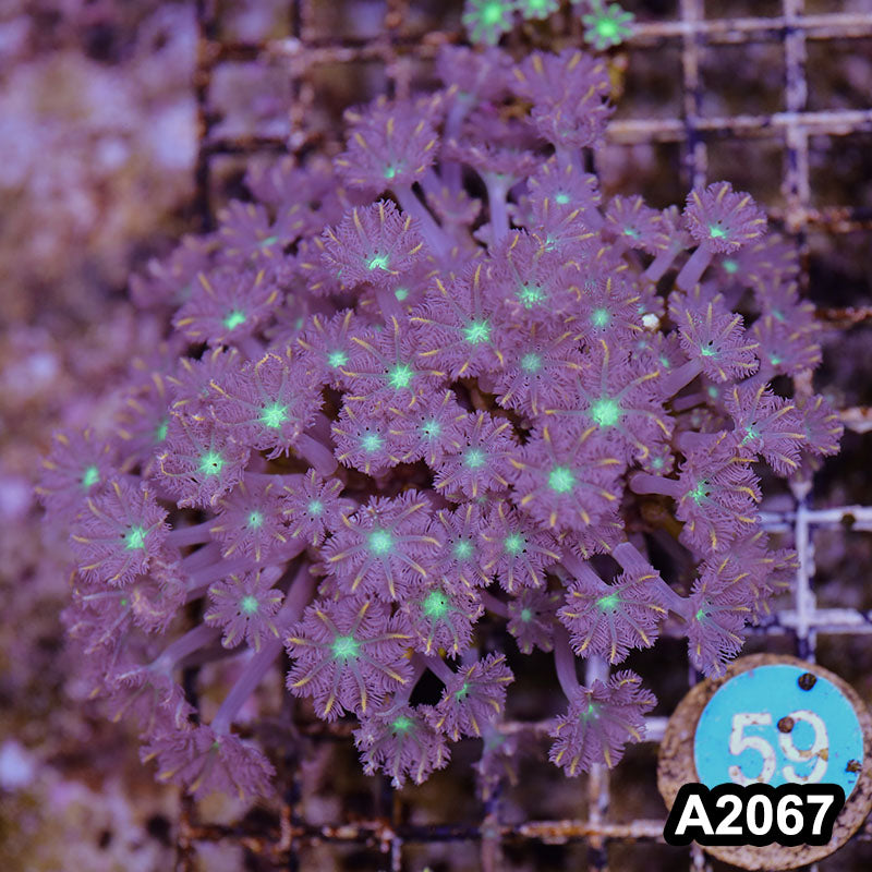 Item#A2067LW2067(M) WYSIWYG Indo Cultured Ultra Clove Polyp Colony