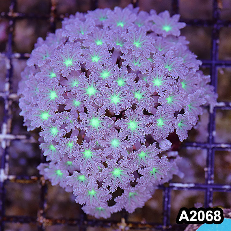 Item#A2068LW2068(M) WYSIWYG Indo Cultured Ultra Clove Polyp Colony
