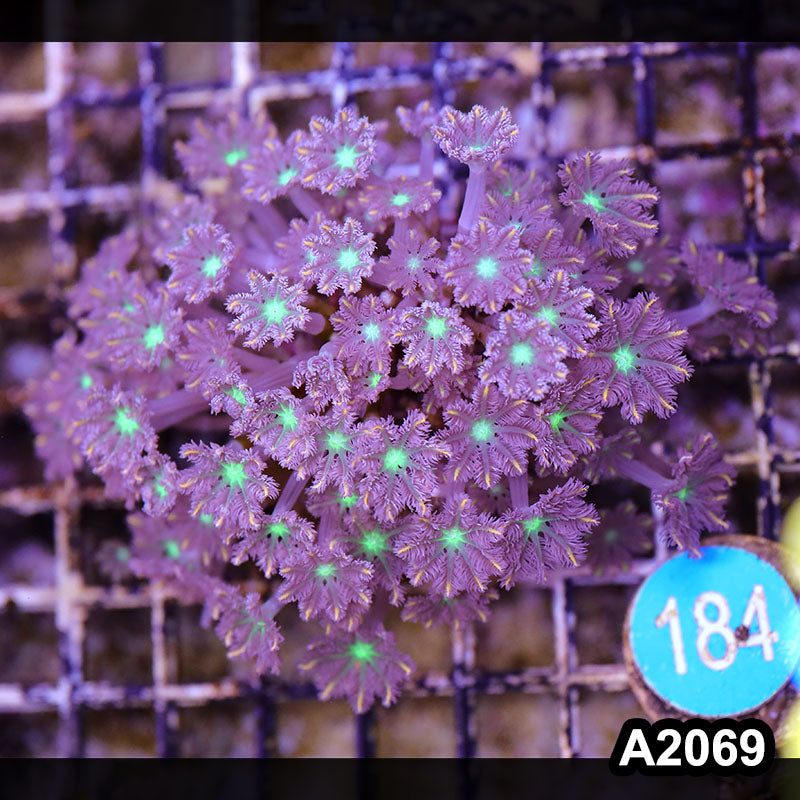 Item#A2069LW2069(M) WYSIWYG Indo Cultured Ultra Clove Polyp Colony