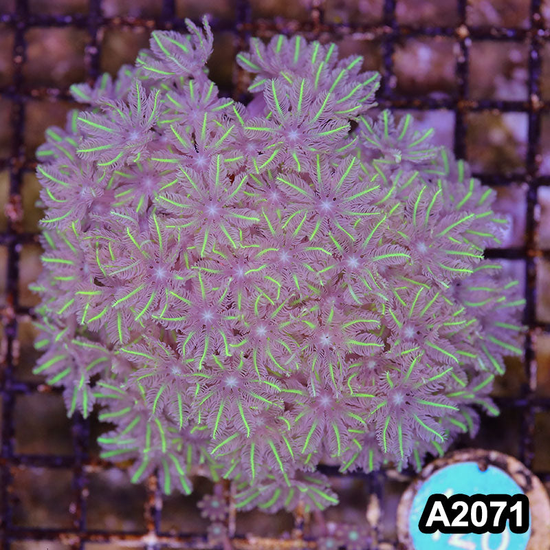 Item#A2071LW2071(M) WYSIWYG Indo Cultured Ultra Clove Polyp Colony