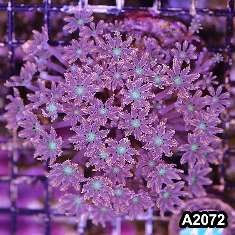 Item#A2072LW2072(M) WYSIWYG Indo Cultured Ultra Clove Polyp Colony