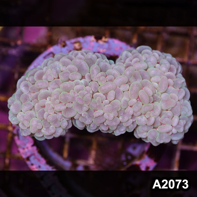 Item#A2073LW2073(M) WYSIWYG Indo Ultra Unique Pearl Bubble Colony
