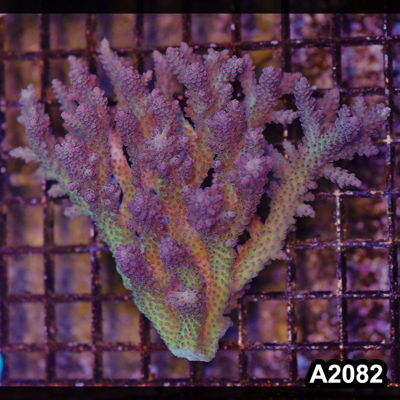 Item#A2082LW2082(M) WYSIWYG Aussie Strawberry Shortcake Acropora Colony