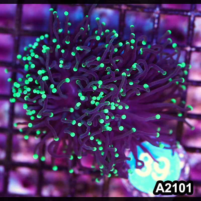 Item#A2101LW2101(M) WYSIWYG Aussie Ultra Neon Tip Torch 1H