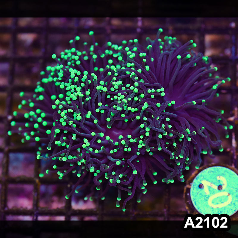 Item#A2102LW2102(M) WYSIWYG Aussie Ultra Neon Tip Torch Colony 4H
