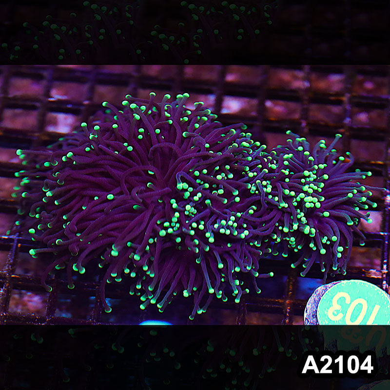 Item#A2104LW2104(M) WYSIWYG Aussie Ultra Neon Tip Torch Colony 5H