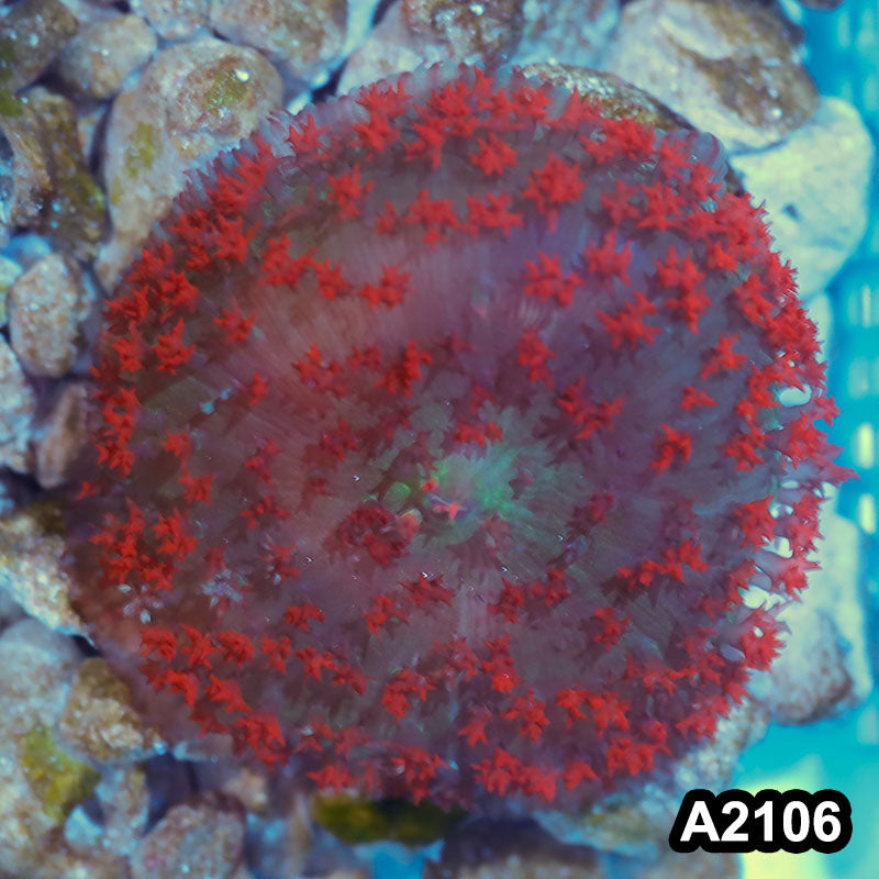Item#A2106IN2106(M) WYSIWYG Florida Ultra Red St. Thomas Mushroom