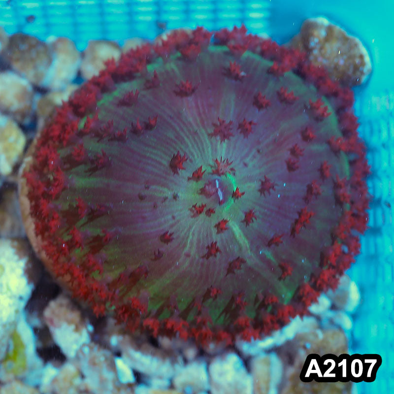 Item#A2107IN2107(M) WYSIWYG Florida Ultra Red St. Thomas Mushroom