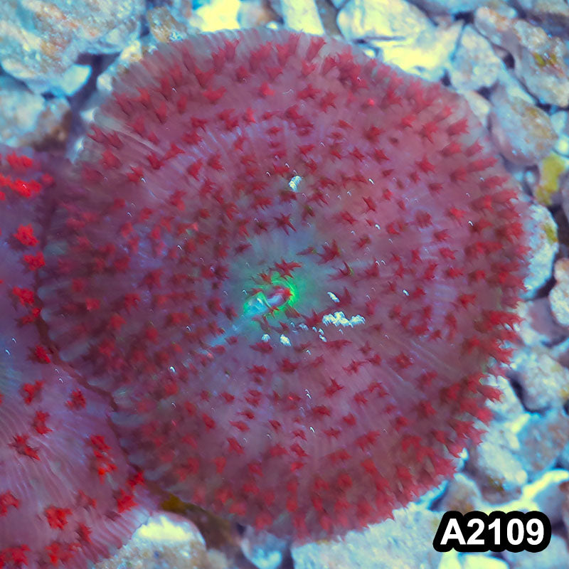 Item#A2109IN2109(M) WYSIWYG Florida Ultra Red St. Thomas Mushroom