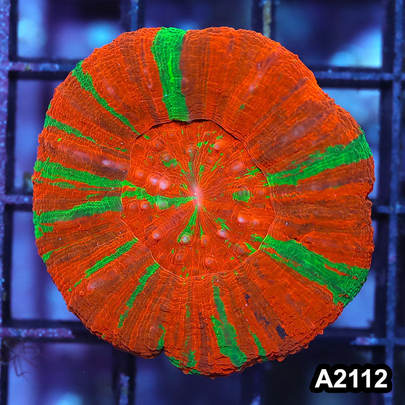 Item#A2112IN2112(M) WYSIWYG Aussie Ultra Unique Reverse Bleeding Apple Scolymia