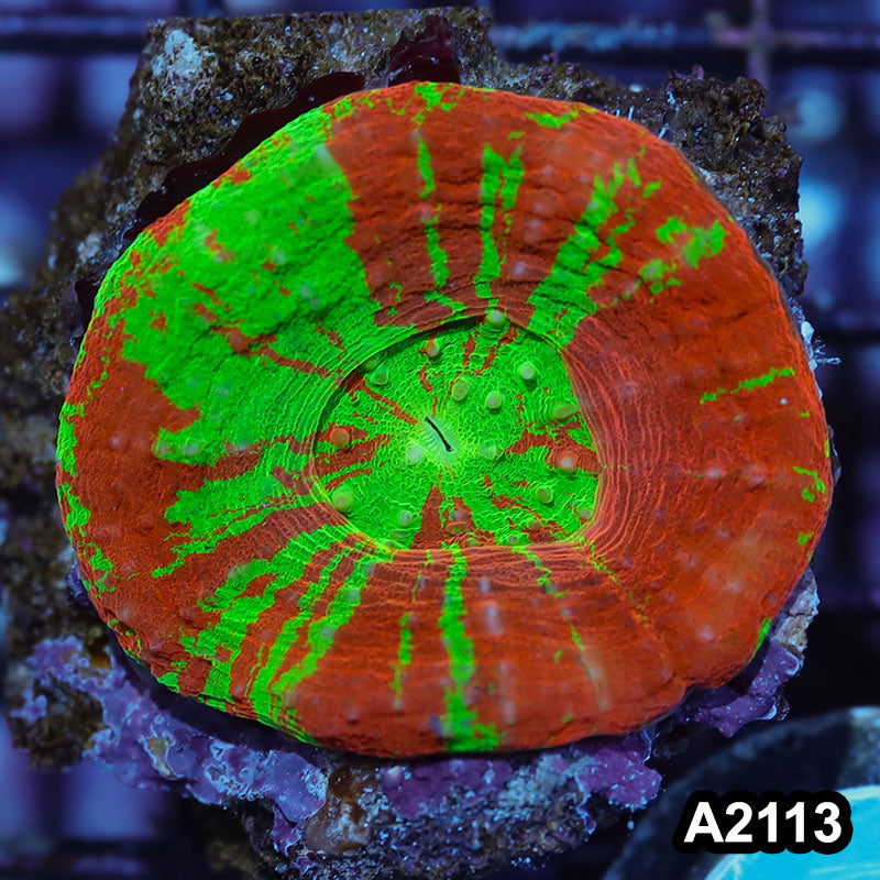 Item#A2113IN2113(M) WYSIWYG Aussie Ultra Unique Bleeding Apple Scolymia