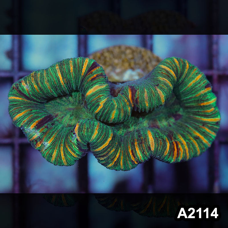 Item#A2114IN2114(S) WYSIWYG Western Australia Ultra Unique Trachy
