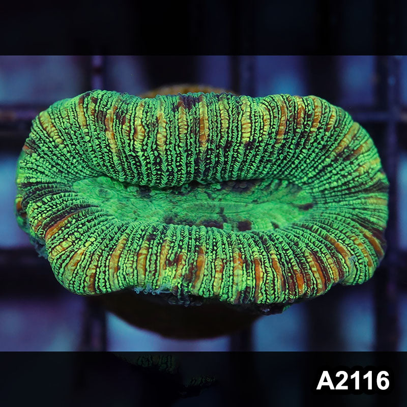 Item#A2116IN2116(S) WYSIWYG Western Australia Ultra Unique Trachy