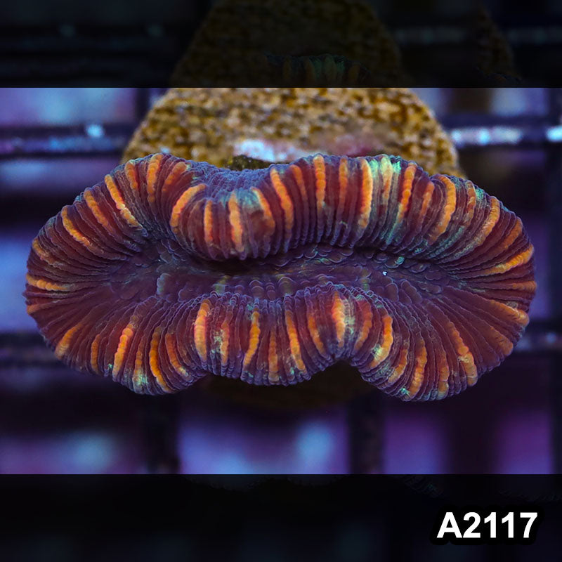 Item#A2117IN2117(S) WYSIWYG Western Australia Ultra Unique Trachy