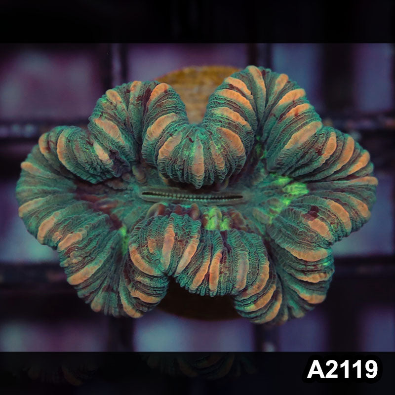 Item#A2119IN2119(S) WYSIWYG Western Australia Ultra Unique Trachy