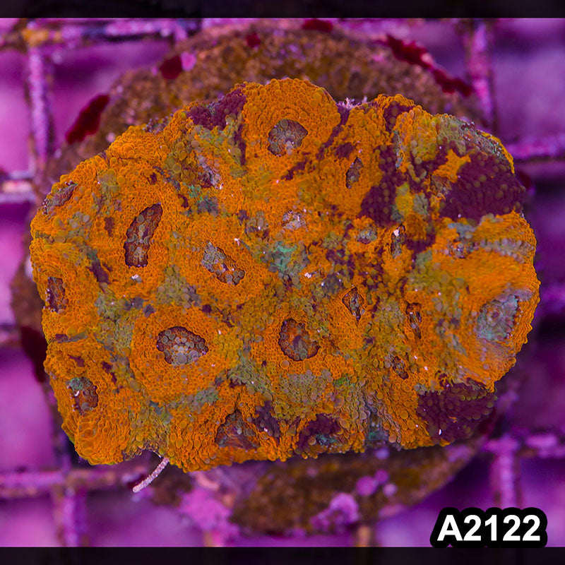 Item#A2122IN2122(M) WYSIWYG Indo Cultured Rainbow Acanthastrea Echinata Colony