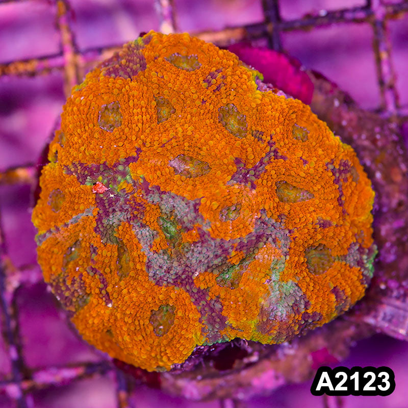 Item#A2123IN2123(M) WYSIWYG Indo Cultured Rainbow Acanthastrea Echinata Colony