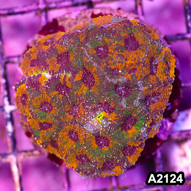 Item#A2124IN2124(M) WYSIWYG Indo Cultured Rainbow Acanthastrea Echinata Colony