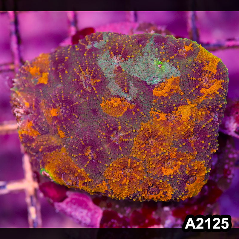 Item#A2125IN2125(M) WYSIWYG Indo Cultured Rainbow Acanthastrea Echinata Colony
