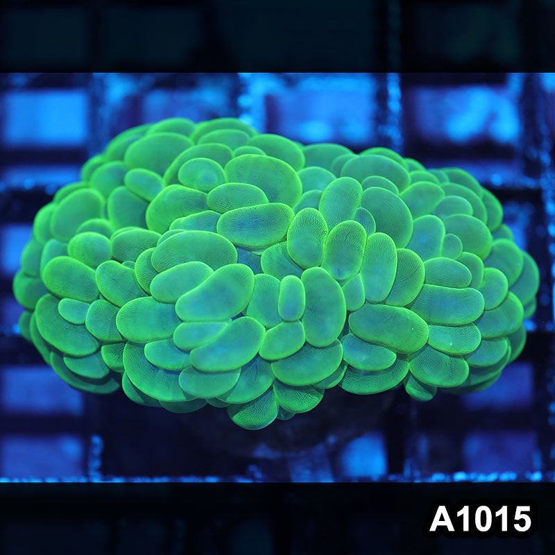 Item#A1015IN1015(M) WYSIWYG Indo Cultured Ultra Bubble Coral