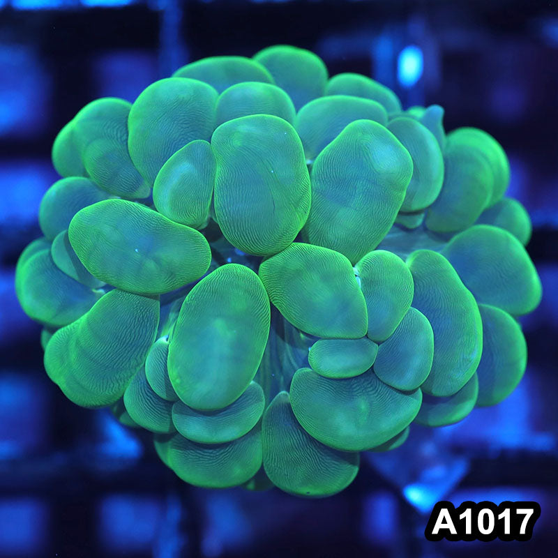 Item#A1017IN1017(S) WYSIWYG Indo Cultured Ultra Bubble Coral