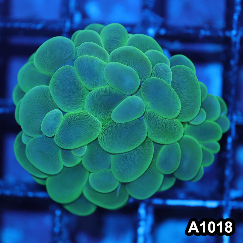 Item#A1018IN1018(S) WYSIWYG Indo Cultured Ultra Bubble Coral