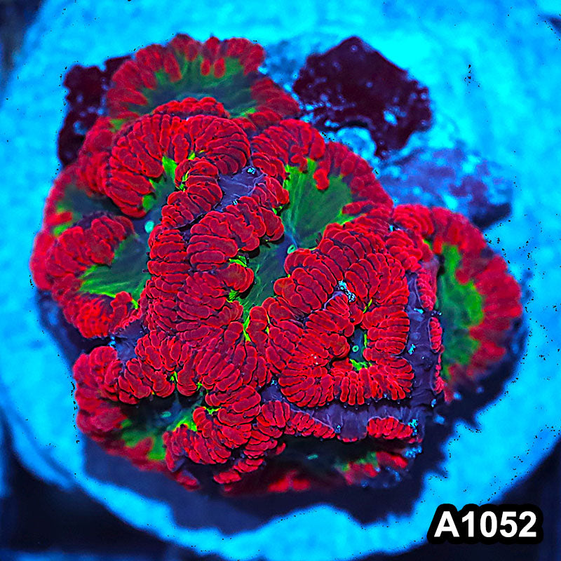 Item#A1052IN1052(M) WYSIWYG Indo Cultured Unique Rainbow Blastomussa Colony