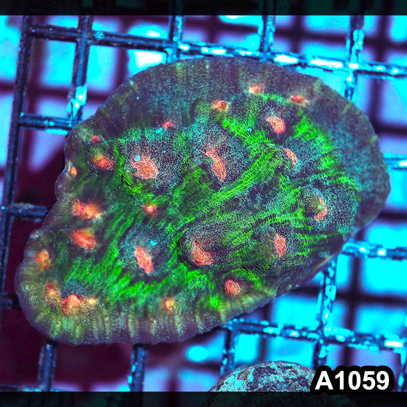 Item#A1059IN1059(S) WYSIWYG Indo Ultra Mycedium Chalice Mini Colony