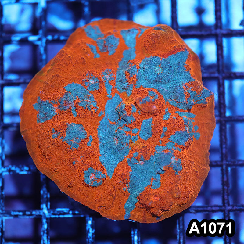 Item#A1071IN1071(M) WYSIWYG Indo Cultured Rainbow Chalice Colony